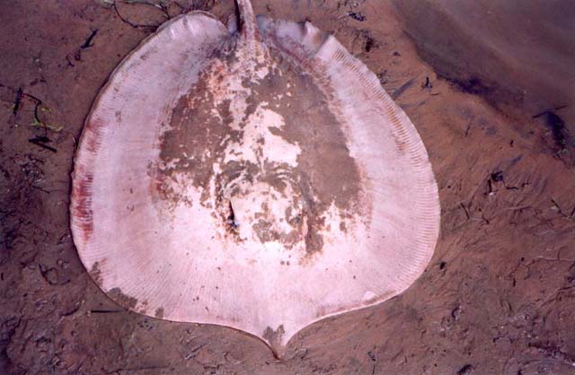 Photo of whip ray .jpg